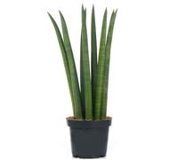 Sansevieria Cylindrica Spaghetti Plante d’intérieur pour la Maison ou le Bureau en Pot