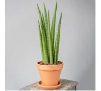 Sansevieria Cylindrica Spaghetti Plante d'intérieur de Qualité Supérieur de 30 à 40 cm pot inclus