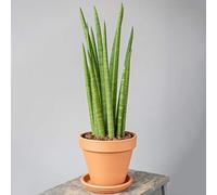 Sansevieria Cylindrica Spaghetti Plante d'intérieur de Qualité Supérieur de 30 à 40 cm pot inclus