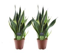 Sansevieria Futura Superba - Langue femelle | 2 pièces - 35-45cm - Ø14cm - Plante d'intérieur - Vert persistant - Multideal - Cactus et plantes succulentes
