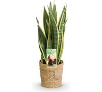 Sansevieria Laurentii 60-70cm, 17cm, avec panier - Décoration robuste et facile