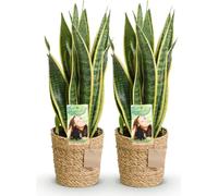 Sansevieria Laurentii - Deux sansevières faciles d'entretien dans un panier