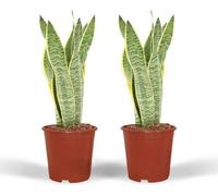 Sansevieria Laurentii (langue de belle-mère) 2 plantes d'intérieur, 40cm de