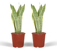 Sansevieria Laurentii - Langue femelle | 2 pièces - 30-40cm - Ø14cm - Plante d'intérieur - Vert persistant - Multideal - Cactus et plantes succulentes