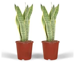 Sansevieria Laurentii - Langue femelle | 2 pièces - 30-40cm - Ø14cm - Plante d'intérieur - Vert persistant - Multideal - Cactus et plantes succulentes