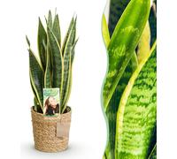 Sansevieria Laurentii - Langue femelle - Entretien réduit - avec panier - Vert - 60-70cm - Ø17cm - Plante d'intérieur - Vert persistant
