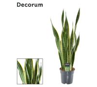 Sansevieria Laurentii XL - 60-70cm - Ø17cm - Plante d'intérieur - Vert persistant - Cactus et plantes succulentes