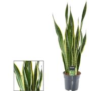 Sansevieria Laurentii XL (langue de belle-mère) Ø17cm, hauteur 70cm, plante