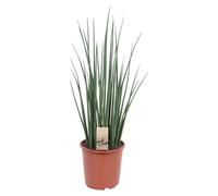 Sansevieria Mikado - 60-70cm - Ø19cm - Plante d'intérieur - Vert persistant - Cactus et plantes succulentes