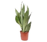 Sansevieria Moonshine - 50-60cm - Ø17cm - Plante d'intérieur - Vert persistant - Cactus et plantes succulentes