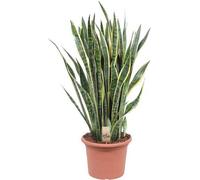 Sansevieria - Sansevieria Laurentii - Plante d'intérieur 100cm - Ø35cm - Plante