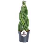 Sansevieria Tressé Twister Plante pour la Maison ou le Bureau (de 30 à 40 cm pot inclus)