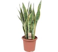 Sansevieria trifasciata Laurentii Ø25cm x 85cm (langue de belle-mère) accessoire