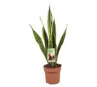 Sansevieria trifasciata Laurentii - 45-55cm - Ø17cm - Plante d'intérieur - Vert persistant - Cactus et plantes succulentes