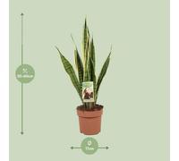 Sansevieria trifasciata Laurentii (langue de belle-mère) - plante d'intérieur
