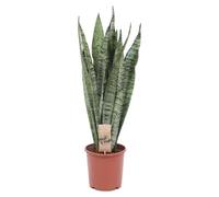 Sansevieria Zeylanica - 50-60cm - Ø17cm - Plante d'intérieur - Vert persistant - Cactus et plantes succulentes