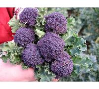 Santee Broccolini 25 graines - Mini Violet brocoli