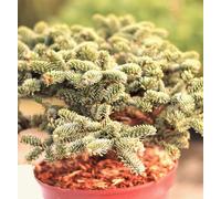 Sapin noble en forme naine Abies procera Wiesmoornixe 25 - 30 cm persistant