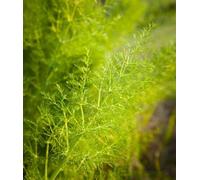 Sauvage Fenouil ~ 100 ~ graines importées Heirloom italien Herb plantes ornementales