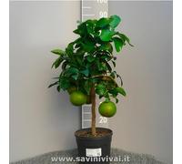 SAVINI VIVAI Pamplemousse, Pamplemousse Rose Agrume en Pot de 20 cm Hauteur 70 cm 2-3 Ans de Greffage, Fabriqué en Italie
