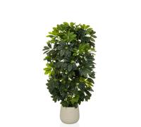 Schefflera 2 - Plante artificielle Vert/Blanc