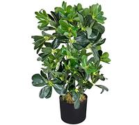 Schefflera Arboricola Plante Arbre Artificielle Artificiel Plastique 60 cm Domaine Interne Decovego