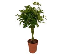 Schefflera Compacta - 70-80cm - Ø19cm - Plante d'intérieur - Vert persistant