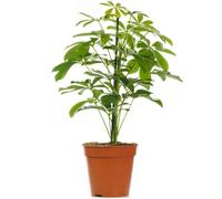 Schefflera Nora - plante parapluie naine plante en pot d'intérieur pour la maison ou le bureau