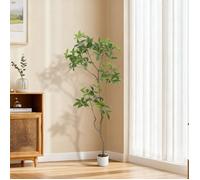 Schefflera ombrelle 200cm grande plante pot déco salon chambre bureau jardin intérieur