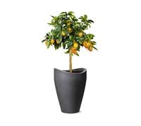 Scheurich 54265 254/40 Wave Globe High Pot de Fleurs Plastique Noir 30 x 30 x 40 cm