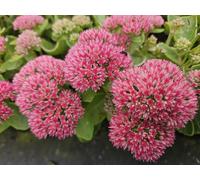 Sedum à feuilles grasses « Herbstfreude » 10-25cm, Ø9cm, 12 plants, rustique