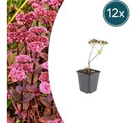 Sedum 'Matrona' | 12 pièces - 10-25cm - Ø9cm - Plante de jardin