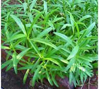 SEED estragon, HERBES SEED, HEIRLOOM, BIO, 500 graines, NON OGM, SPICE, estragon