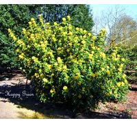 Semi freschi - Oregon Grape - Mahonia Aquifolium - 33 semi - Arbusto