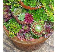 Sempervivum Mix - 20 plantes | succulente d'intérieur Hen & Chicks | 5-15cm avec pot