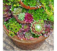 Sempervivum Mix - 5 plantes | succulente d'intérieur Hen & Chicks | 5-15cm avec pot