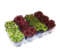 Sempervivum - Set of 12 different plants
