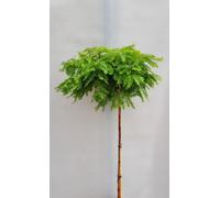 Séquoia du Monde - Metasequoia Matthaie - Tige Haute 80 - 100 cm