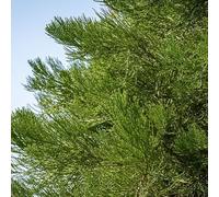 Séquoia géant Sequoiadendron giganteum Livré en pot de 2,5 L hauteur 40/60 cm environ Couleur