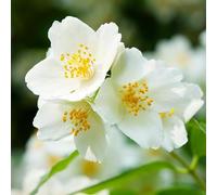 Seringat - Philadelphus Bouquet Blanc 7,5l - Plante En Pot - Hauteur 60/80 cm