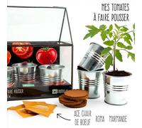 Serre châssis zinc noir - tomates