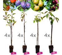 Set de 16 arbres fruitiers - 4x pommiers, 4x poiriers, 4x cerisiers, 4x pruniers - hauteur 60 cm - pot 9 cm - Mix B