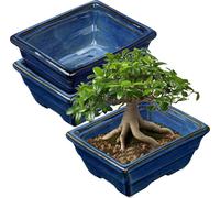Set de 2 pots Bonsaï Plante succulente plate pour arbres Bonsaï vivants 16cm/6.3 pouces Pot en céramique pour plantes succulentes d'intérieur avec trou de drainage