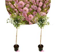 Set de 2 Prunus triloba - Amandier - Hauteur 100cm - Pot de 5 litres