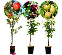 Set de 3 arbres fruitiers - 1 pomme, 1 poire, 1 cerise - hauteur +100 cm - pot de 5 litres - mélange A