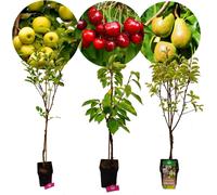 Set de 3 arbres fruitiers - 1 pomme, 1 poire, 1 cerise - hauteur +100 cm - pot de 5 litres - Mix B