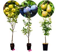 Set de 3 arbres fruitiers - 1 pomme, 1 poire, 1 prune - hauteur +100 cm - pot de 5 litres - Mix C