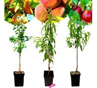 Set de 3 arbres fruitiers exotiques - 1 abricot, 1 pêche, 1 nectarine - hauteur 100 cm - pot de 5 litres - Mix B