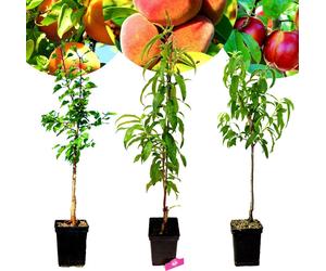 Set de 3 arbres fruitiers exotiques - 1 abricot, 1 pêche, 1 nectarine - hauteur 100 cm - pot de 5 litres - Mix B