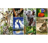 Set de cartes postales comprenant 8 cartes d'animaux d'Australie (koalas, cacatoès, kangourous etc.) de l'Edition Colibri